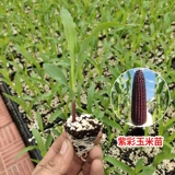 Семена семян семян семян кукурузы