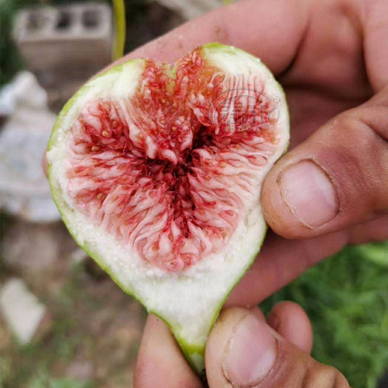 带果带土无花果树果苗四季盆栽种植苗特大波姬红树苗大苗葡萄蓝莓,淘宝优惠券,粉丝福利购,淘宝优惠卷