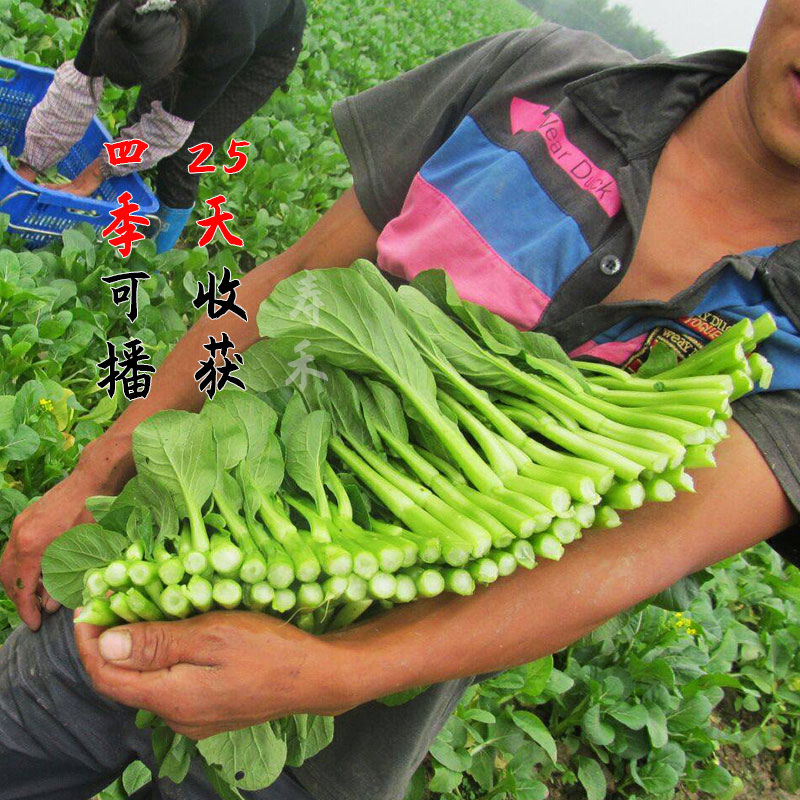 广东四九菜心种子红菜苔孑白菜苔四季蔬菜种籽苗秧增城迟青菜大全-图1