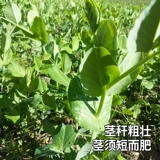 Саженцы гороха, овощи, семена гороха, саженцы шип