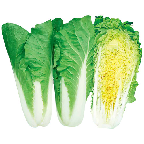 奶油快菜种子种籽四季小白菜蔬菜青菜菜种孑子籽种大全白莱快菜种 - 图0