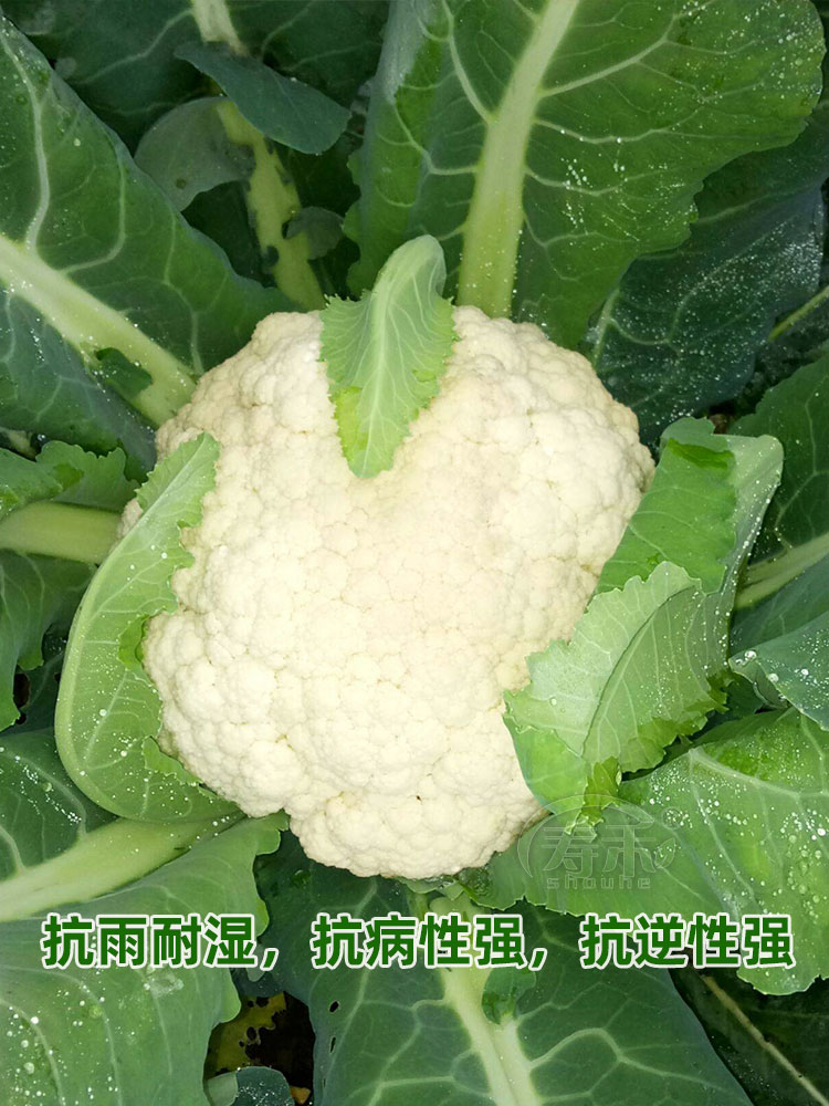 台湾庆美青梗松花菜种子种籽蔬菜花菜菜花散花菜籽55/65/90天80-图2