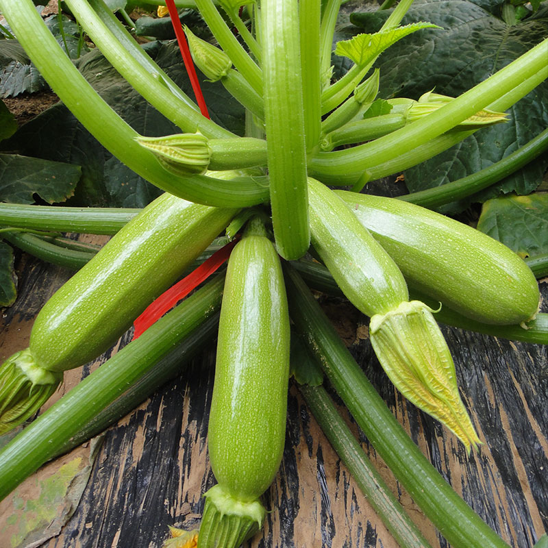 西葫芦种子种籽孑苗菜苗四季盆栽北瓜蔬菜瓜苗秧秧苗香蕉大全菜子-图1