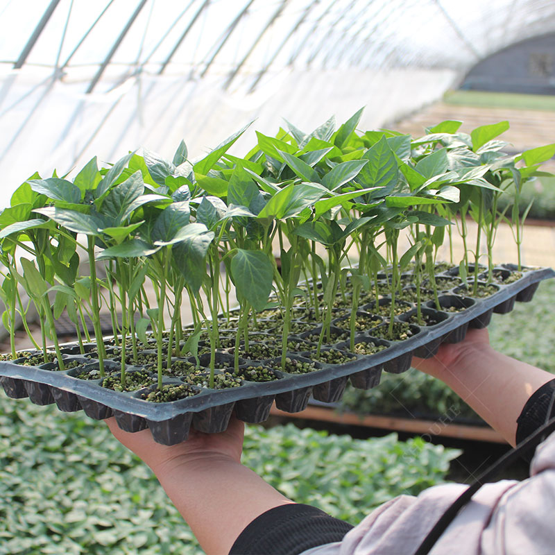 蔬菜苗幼苗番茄小秧苗四季秧菜苗南方茄子黄瓜西瓜辣椒春季春天 - 图0