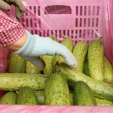 Высокие фруктовые фрукты огурцы семян семян семян саженцев саженцы огурцы