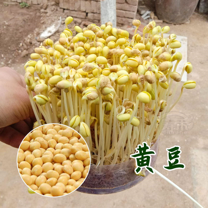 四季芽苗菜种子豌豆种籽萝卜苗香椿小麦草蔬菜芽菜种植盘孑麻豌豆 - 图3