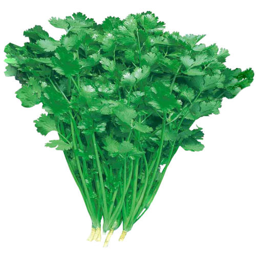 耐热香菜种籽高温夏季夏天种植的蔬菜种子四季籽种适合种的菜菜种 - 图0