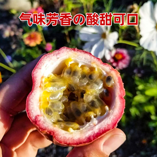 黄金百香果苗广西大苗南方苗树百香果籽种树苗百香果果苗 - 图2