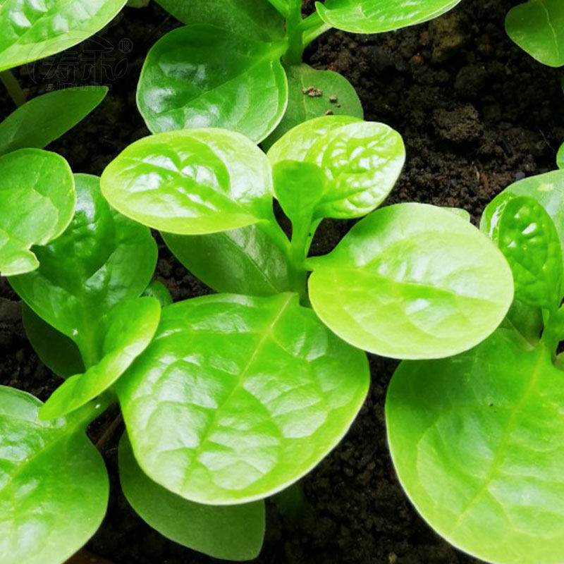 大叶木耳菜种子秧苗爬藤落葵夏天种的四季阳台盆栽各种蔬菜苗幼苗,淘宝优惠券,粉丝福利购,淘宝优惠卷