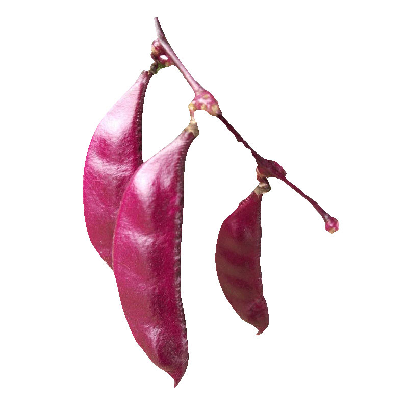 红遍天扁豆种子摘不败紫红眉豆角种籽红豆角四季蔬菜眉豆孑豆种 - 图0