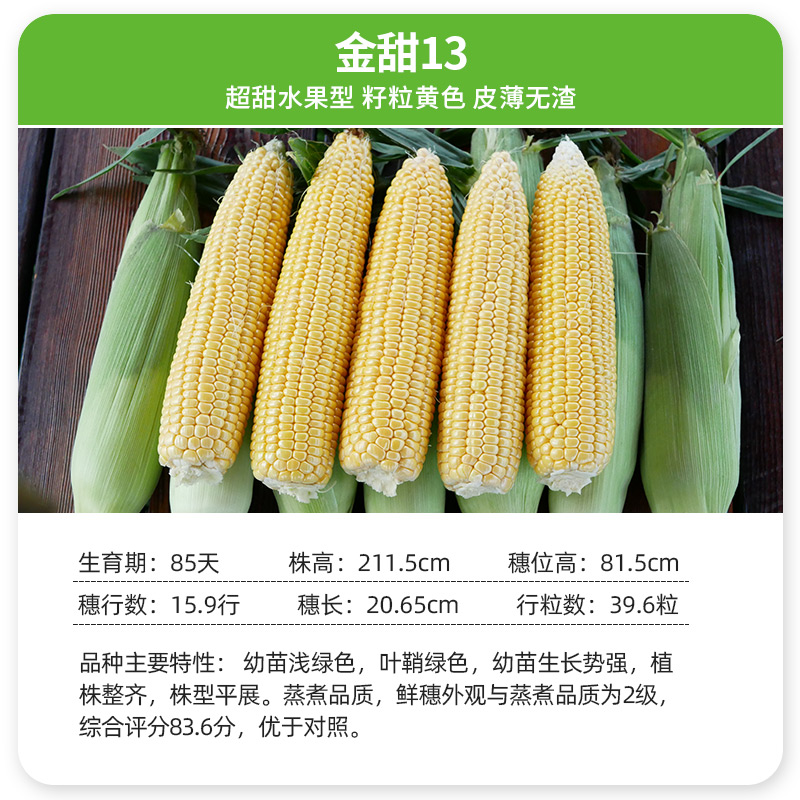 金甜13早熟超甜水果玉米种籽甜种子苗粘菜种高产孑特大甜糯秧苗-图0