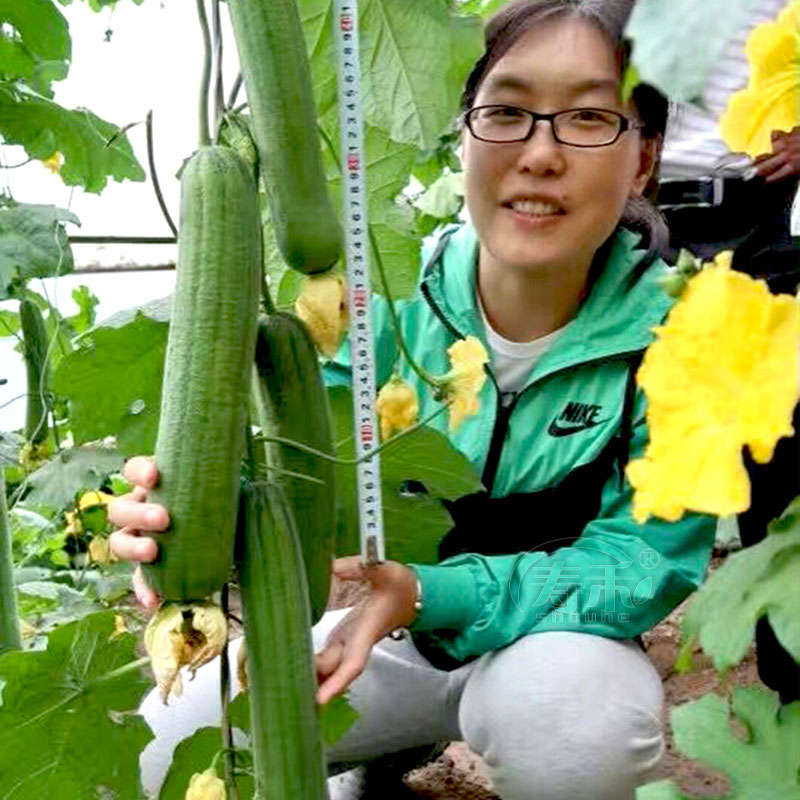 肉丝瓜种子种籽秧苗孑子菜苗幼苗蔬菜白四季苗秧盆栽带土老品种香-图2