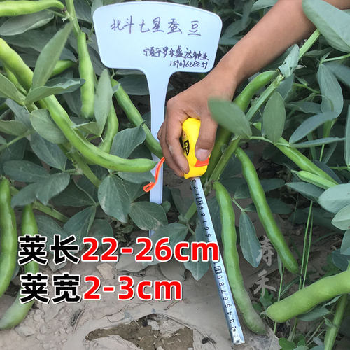 七星大蚕豆种籽种子苗高产本地蔬菜日本秋天种孑菜籽大全特大批发 - 图2