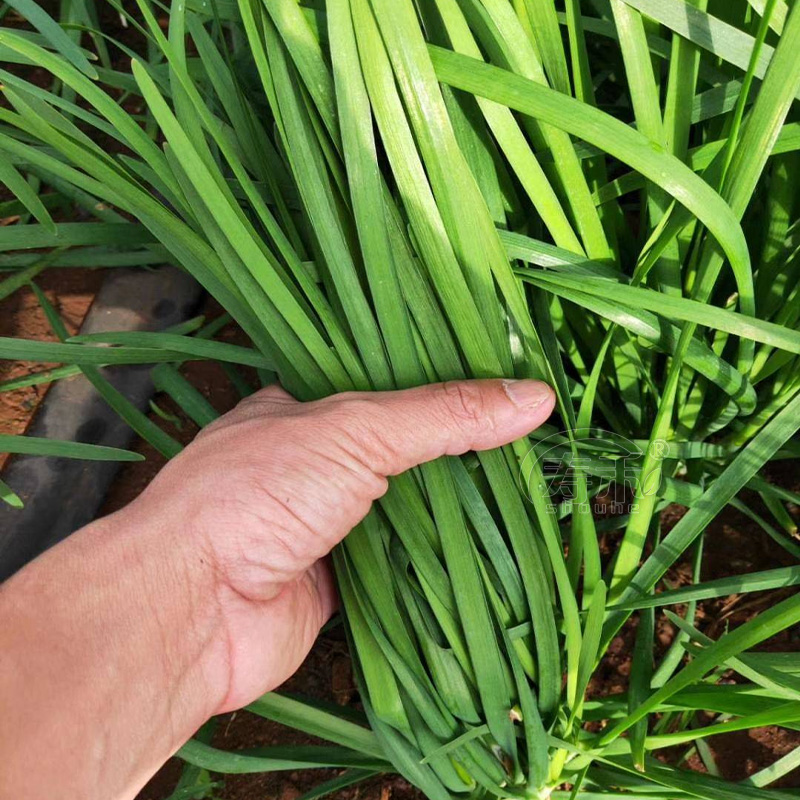 独根红韭菜种子种籽子苗菲菜红根四季根苗紫根菜籽孑籽种小叶-图2