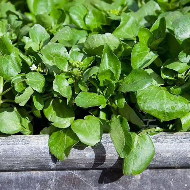 西洋菜种籽豆瓣菜种子四季菜种水芥菜蔬菜菜苗孑种苗籽种广东青菜,淘宝优惠券,粉丝福利购,淘宝优惠卷