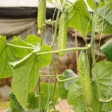 Высокие фруктовые фрукты огурцы семян семян семян саженцев саженцы огурцы