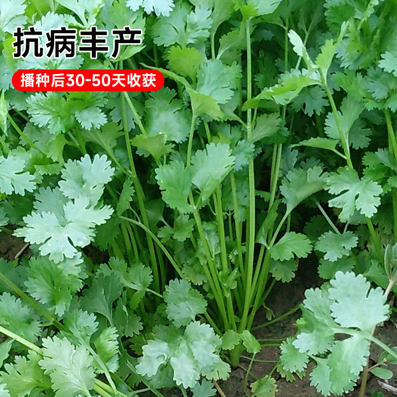 安瑟米香菜种子耐寒四季种植蔬菜秋冬籽种菜孑香菜籽儿速生种籽,淘宝优惠券,粉丝福利购,淘宝优惠卷