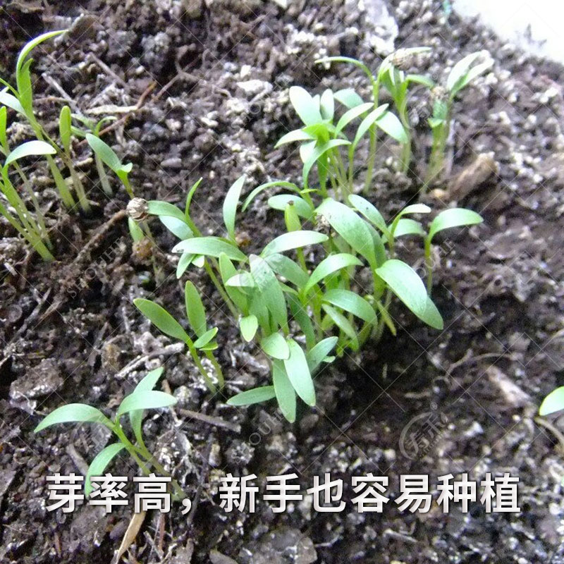 农家小叶香菜种子苗四季秋冬蔬菜种籽孑菜籽菜种老品种小香菜籽种-图3