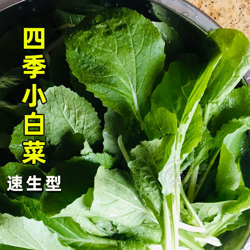 一年四季小白菜种子种籽小青菜蔬菜菜籽盆栽阳台孑菜菜种籽种快菜-图1