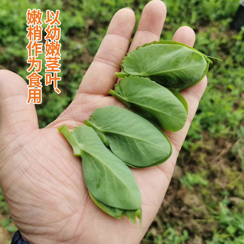 豌豆苗种蔬菜豌豆种籽尖芽苗菜种子种籽四季种植孑碗豆种碗豆吃苗