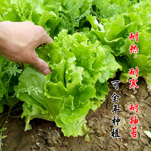 意大利生菜王种子生菜种籽四季苗秧菜种孑籽种菜籽大全奶油孔雀菜 - 图1