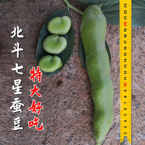 七星大蚕豆种籽种子苗高产本地蔬菜日本秋天种孑菜籽大全特大批发 - 图1