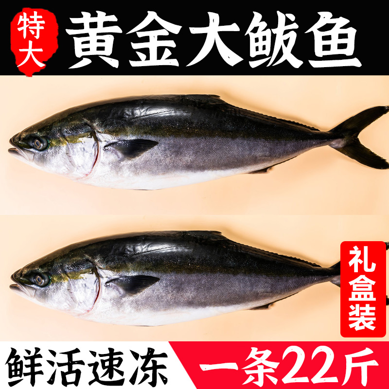 特大黄金大鲅鱼新鲜冷冻海鱼大号20-30斤整条马鲛鱼冰鲜大鱼礼盒 - 图0