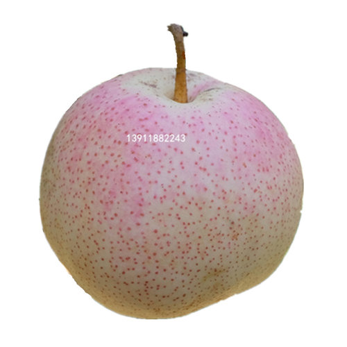 北京平谷茅山后佛见喜梨礼盒装新鲜水果贡梨金海湖佛见喜红梨中果 - 图3