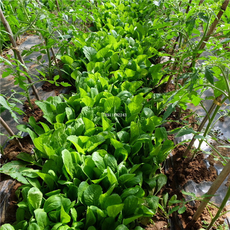 北京平谷新鲜蔬菜小白菜青菜农家自时令嫩叶菜种鸡毛菜炒食用 - 图1