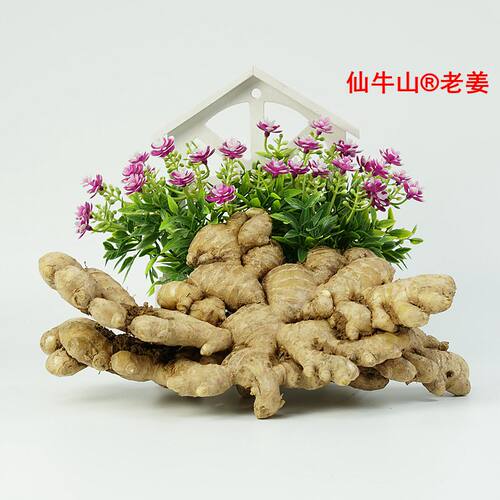 浙江永康仙牛山老姜五指岩生姜黄姜月子姜小黄姜山洞姜 - 图0