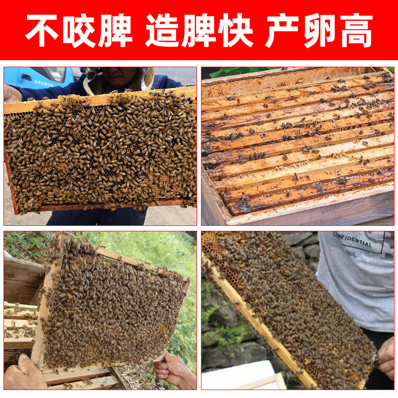 中蜂巢础天然蜂蜡蜂巢蜂具蜜蜂养蜂工具巢础蜂箱全套壮壮巢础包邮