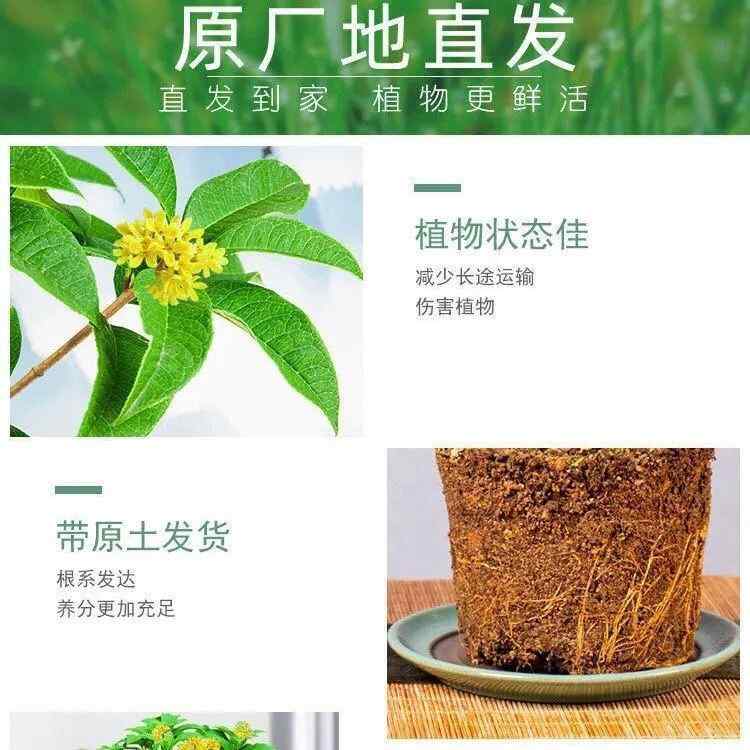 金桂花树苗桂花苗盆栽金桂四季桂室内外浓香型阳台花卉绿植庭院-图1