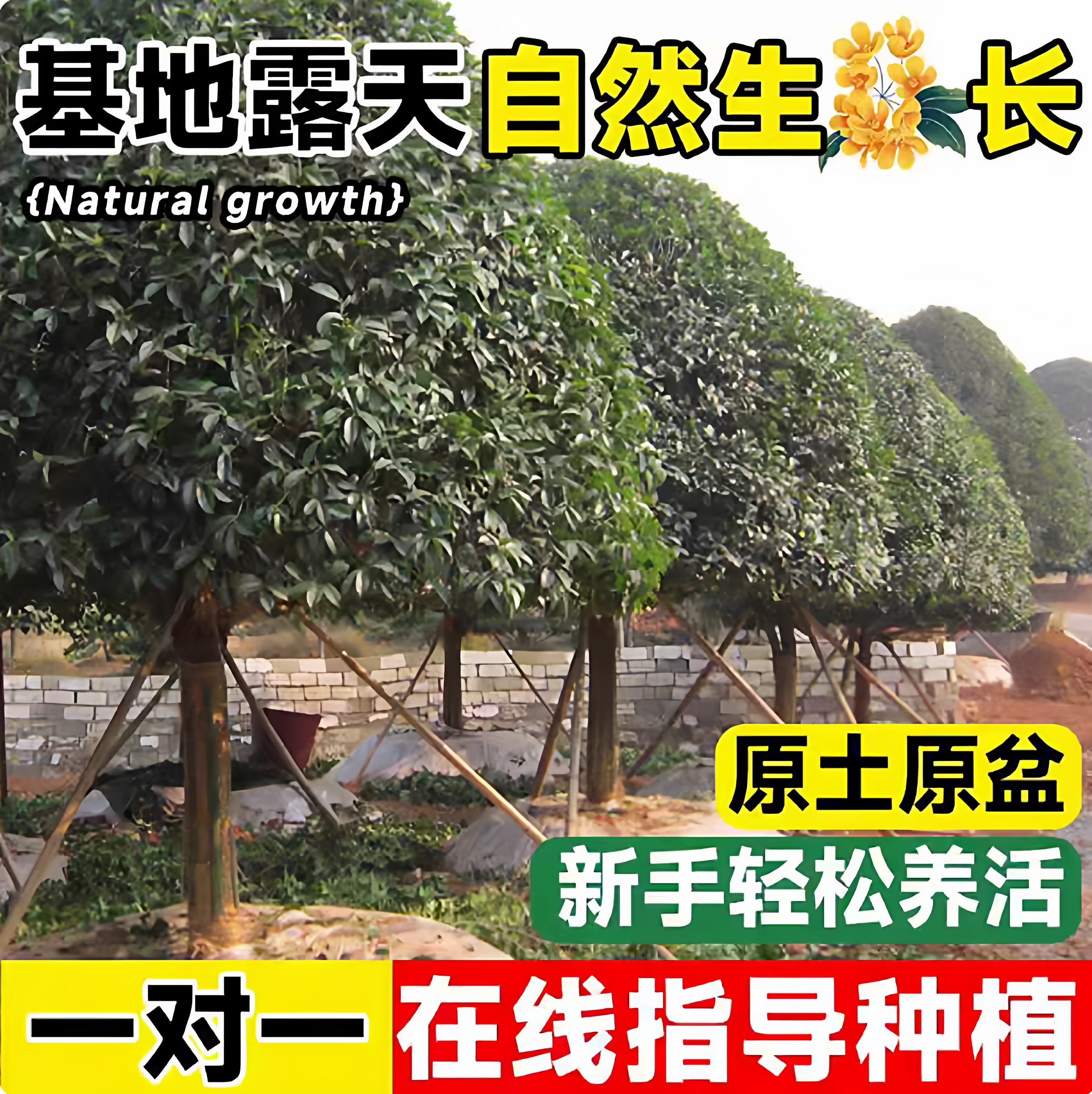 桂花树苗庭院地栽金桂丹桂原生桂树大树苗植物浓香花卉四季桂常青 - 图0