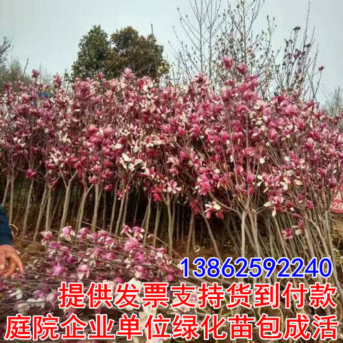 绿化苗木广玉兰树苗紫玉兰小苗红玉兰白玉兰黄玉兰苗嫁接玉兰树苗 - 图1