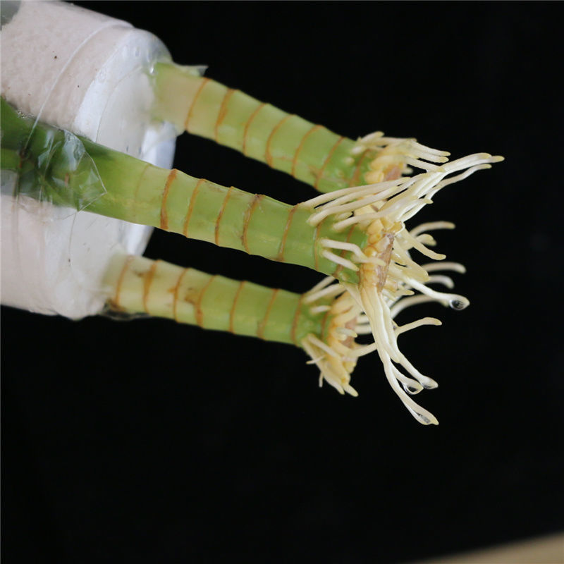 观音竹富贵竹水培植物花卉室内客厅盆栽绿植水养植物室内好养