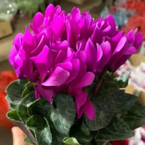 仙客来盆栽带花室内客厅观赏花卉四季开花好养易成活阳台观花植物 - 图0