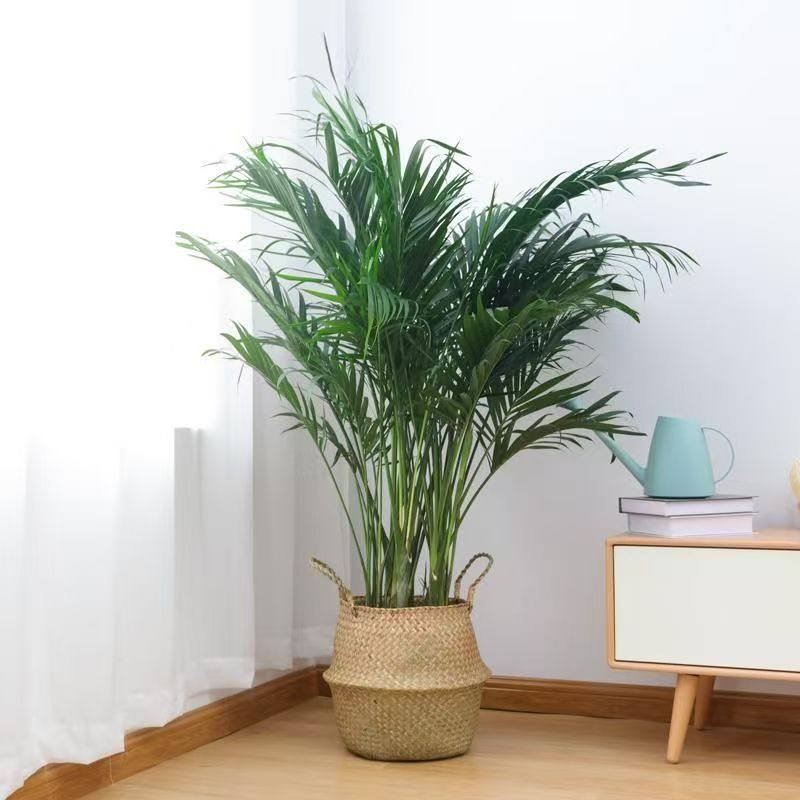 散尾葵凤尾竹盆栽客厅除甲醛植物富贵椰子室内懒人绿植富贵竹粗竹,淘宝优惠券,粉丝福利购,淘宝优惠卷