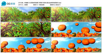 Citrus Orange Fruits Fruit Tree Orchard Orchard Orange Navel Orange Harvest Stage Show Led Background Video Material