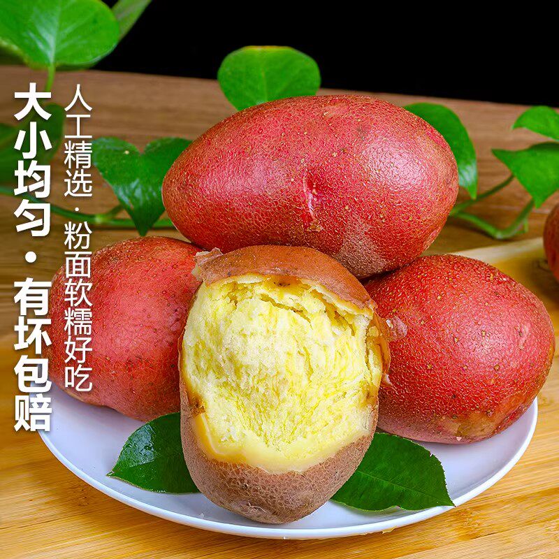 现挖现发云南高山新鲜红皮小土豆口感粉糯红皮黄心小土豆洋芋包邮