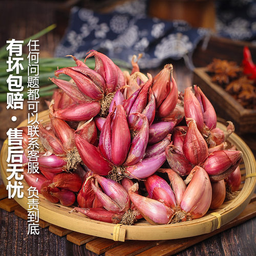 四季葱头红葱头种小香葱种头葱种植蔬菜种籽圆葱本地火葱头种批发 - 图3