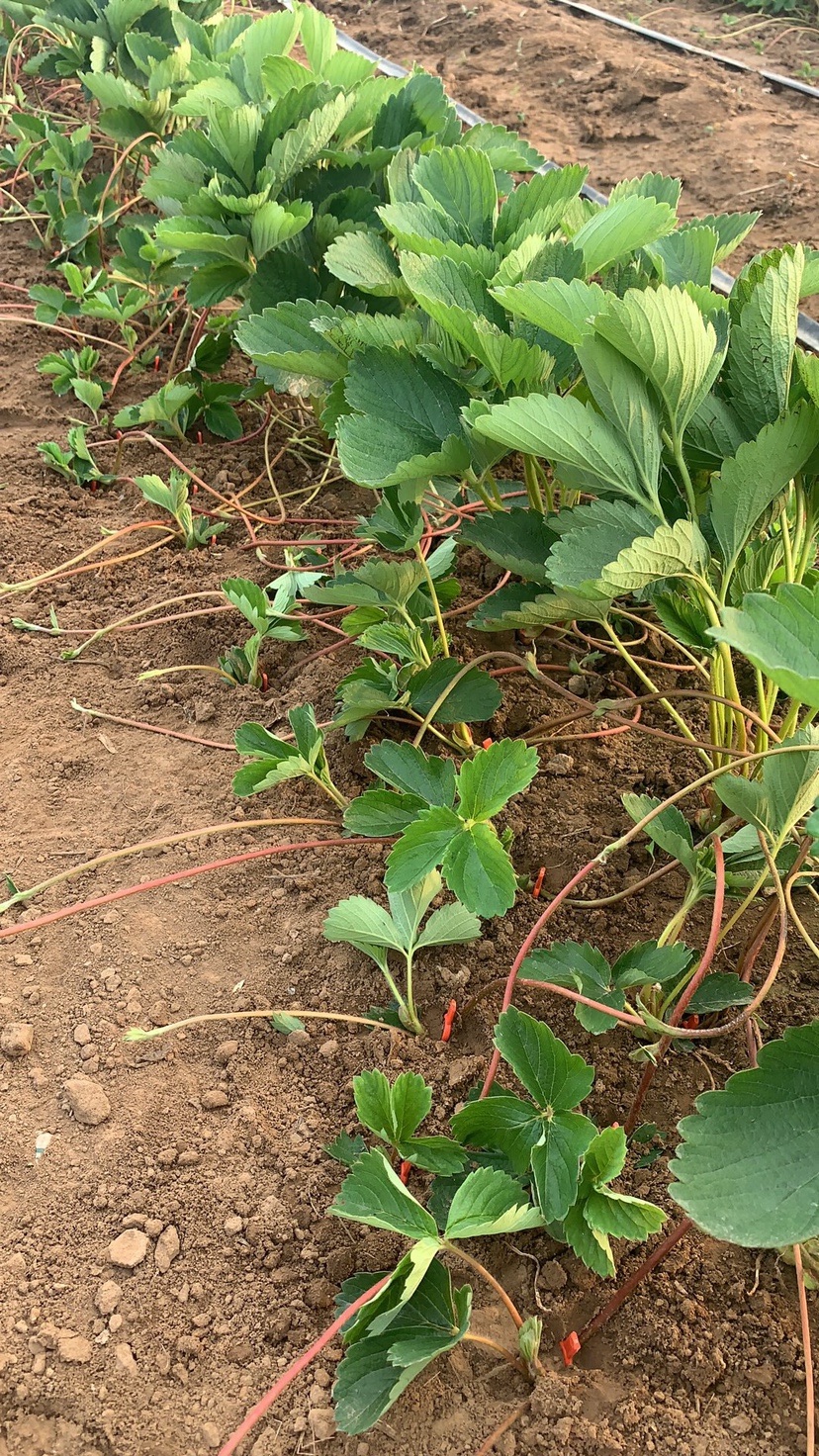 草莓叉育苗叉压苗叉 固定叉压苗器压蔓器西瓜甜瓜支持整吨发货 - 图2