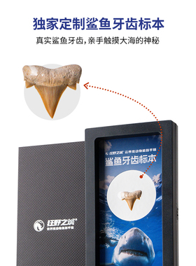 云养宠动物追踪手链情侣手串生日礼物情人节礼物鲨鱼手链礼盒