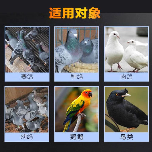 心连心鸟用感克灵玄凤牡丹虎皮小太阳凯克鹦鹉雏鸟改善呼吸道用品 - 图0