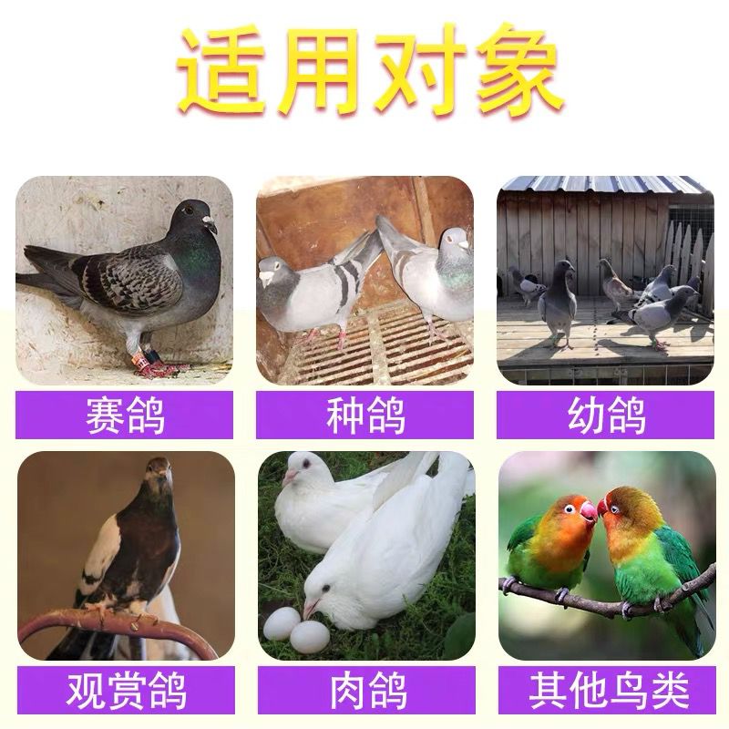 心连心鸽用增氧排酸宝信鸽赛鸽比赛改善排酸专用鸽子保健紫胸黑舌
