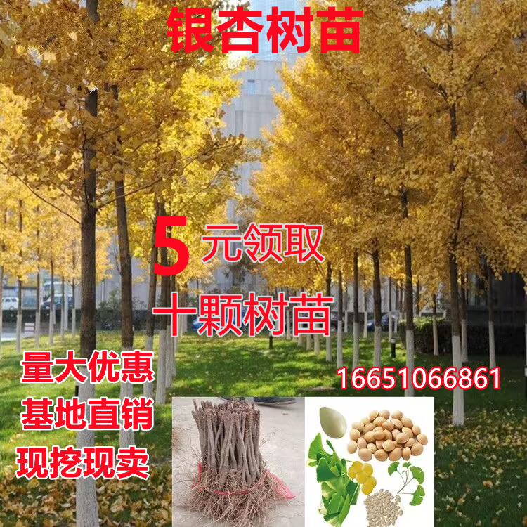 银杏树苗白果活苗秋季金叶银杏小苗庭院风景拆迁占地苗南北方种植 - 图0