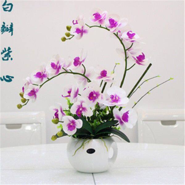 精品大花蝴蝶兰盆栽花苗植物室内花卉绿植盆 热品库 性价比省钱购