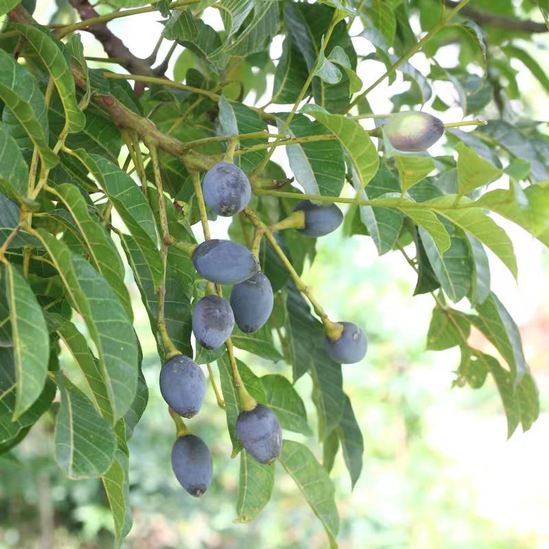 新款 乌榄角正宗广东黑榄角干香油特产无核橄榄农家下饭菜即食茂 - 图2