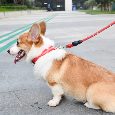 狗项圈发光不勒脖小中大型犬通用不锈钢刻字定制可调节宠物项圈猫