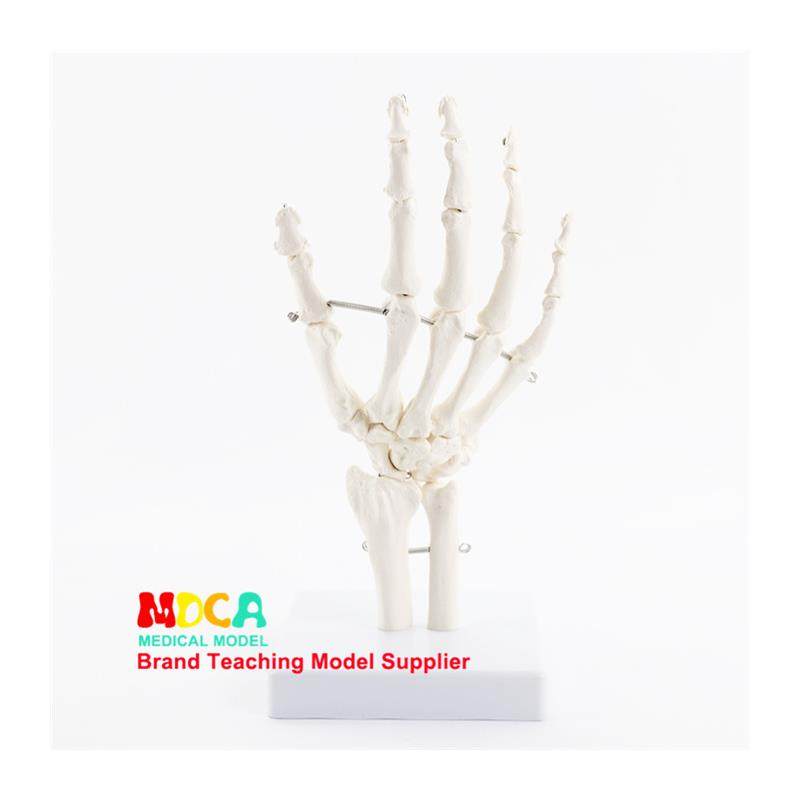 人体手骨模型医用关节骨骼模型可活动教具功能展示康复教学用具,淘宝优惠券,粉丝福利购,淘宝优惠卷
