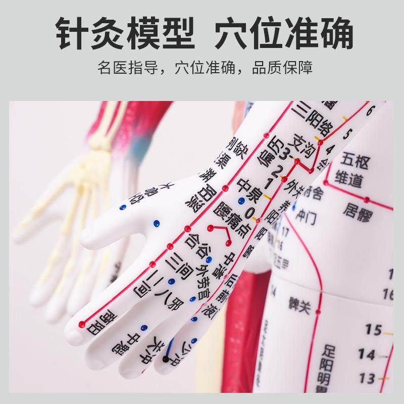 80cm半皮半肌肉解剖B60CM人体穴位模型经络按摩男女针灸中医教学,淘宝优惠券,粉丝福利购,淘宝优惠卷